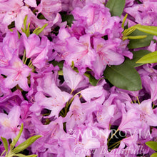 Boursault Catawba Rhododendron