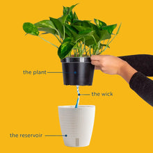 Epipremnum amplissimum | medium 6in