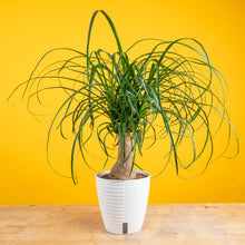Ponytail Palm | medium 6in