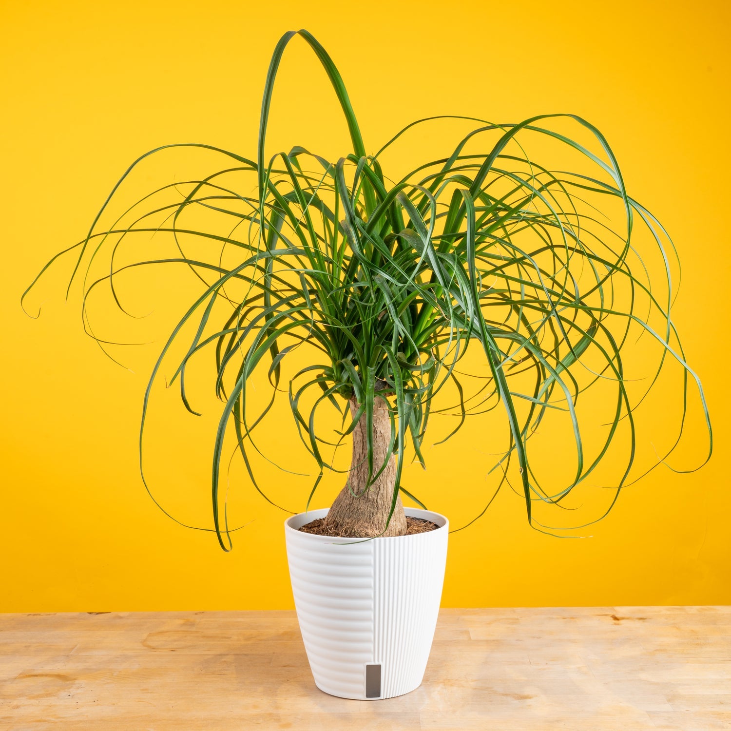 Ponytail Palm | medium 6in