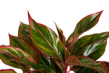 Siam Aurora Aglaonema | medium 6in