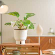 White Knight Philodendron | medium 6in