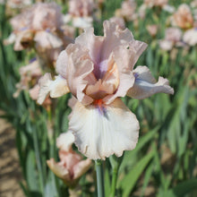 Bearded Iris - Califlora Concertina (Reblooming)