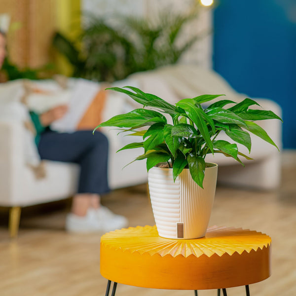Baltic Blue Pothos | medium 6in