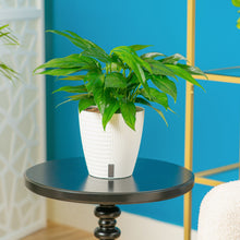 Baltic Blue Pothos | medium 6in
