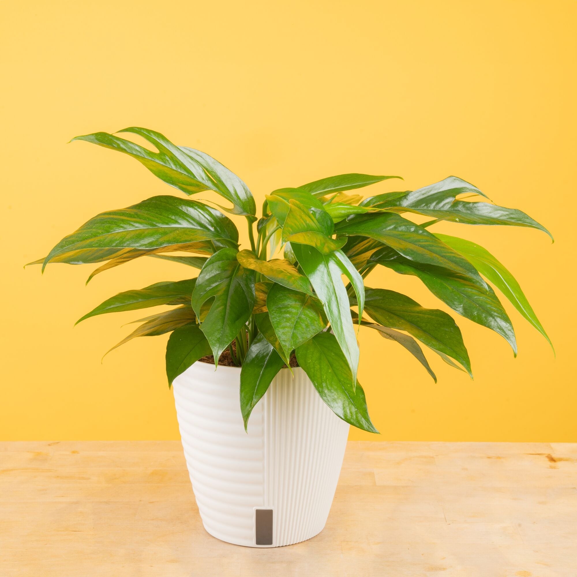 Baltic Blue Pothos | medium 6in