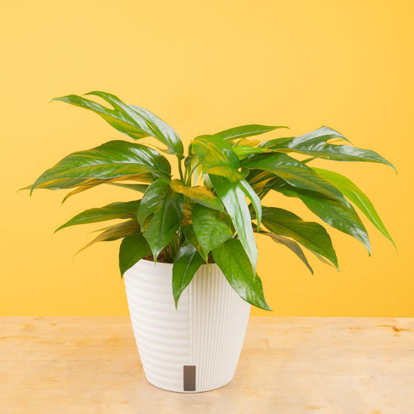 Baltic Blue Pothos | medium 6in