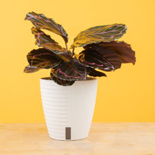 Calathea Dottie | medium 6in