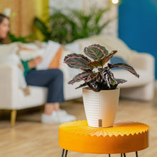 Calathea Dottie | medium 6in