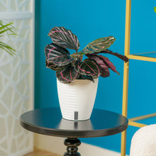 Calathea Dottie | medium 6in