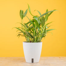 Epipremnum amplissimum | medium 6in