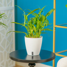 Epipremnum amplissimum | medium 6in