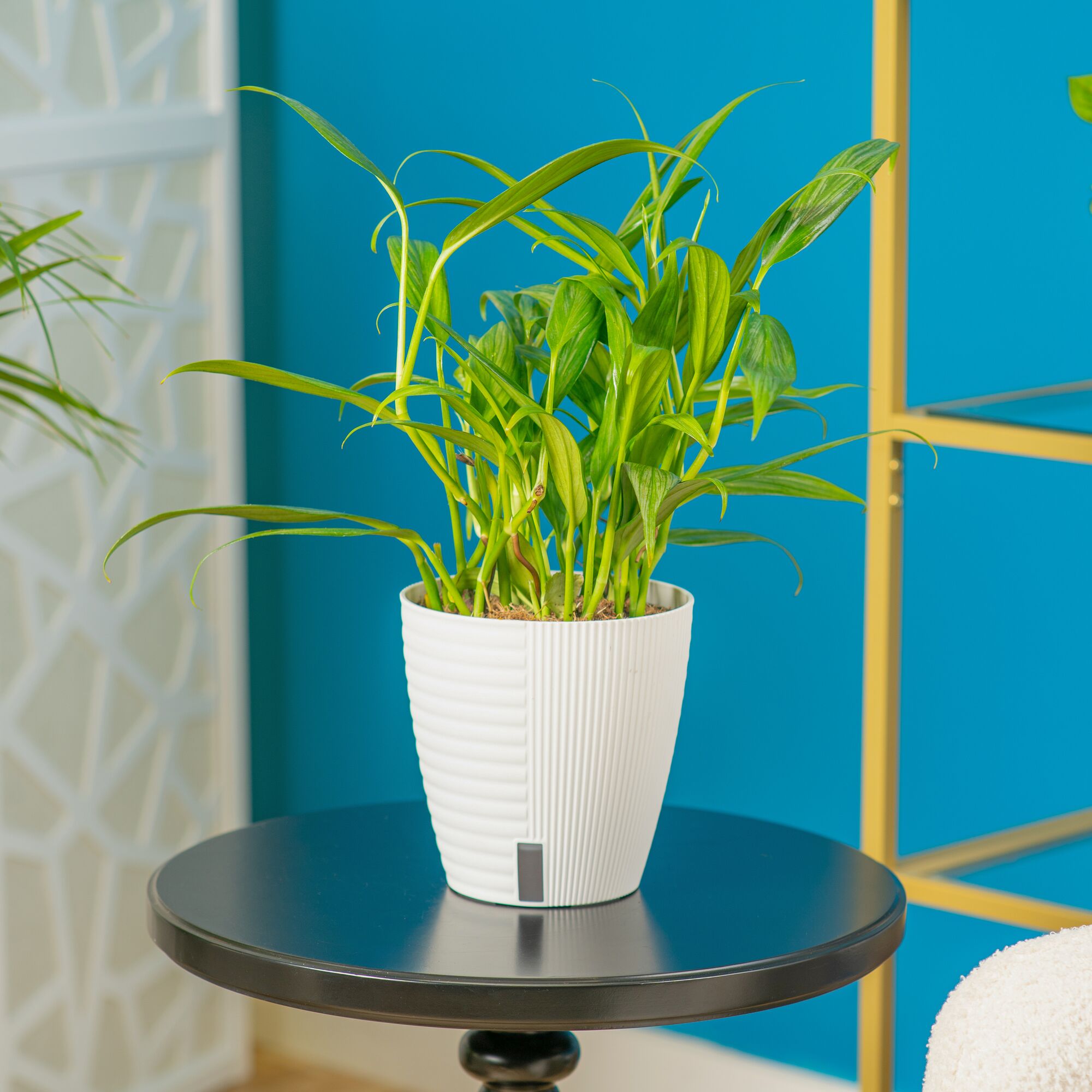 Epipremnum amplissimum | medium 6in