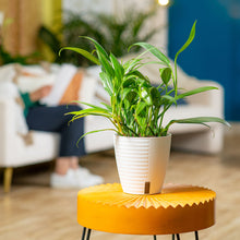 Epipremnum amplissimum | medium 6in