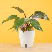 Pink Princess Philodendron | medium 6in