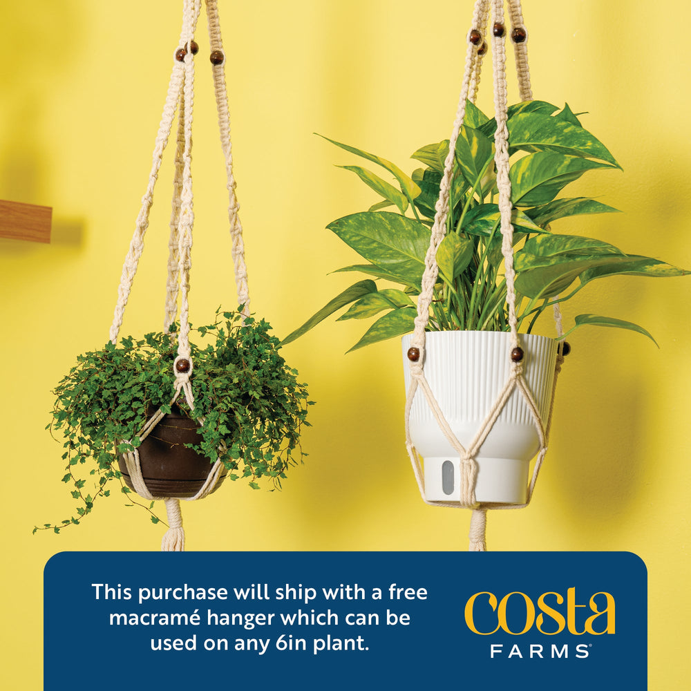 Albo Pothos | medium 6in
