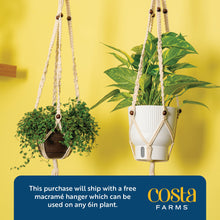 Albo Pothos | medium 6in