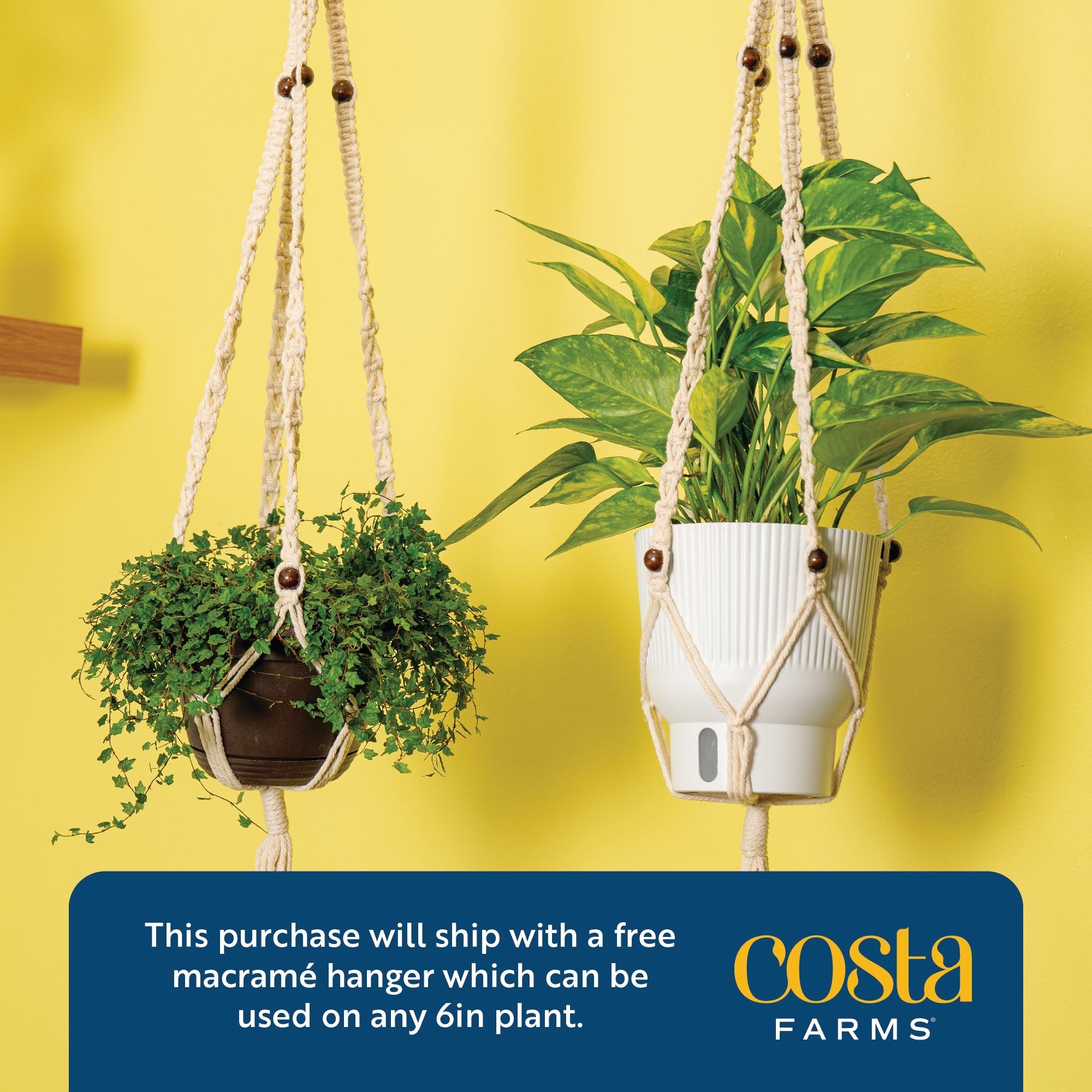 Albo Pothos | medium 6in