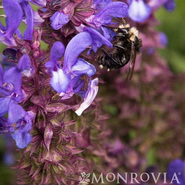 Blue Marvel Salvia