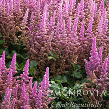 Vision In Pink Astilbe