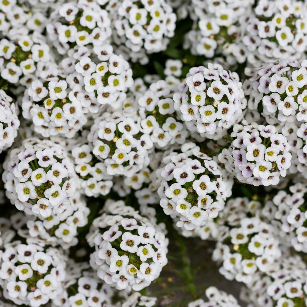 Alyssum Seed