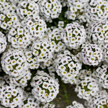 Alyssum Seed