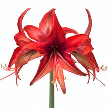 Amaryllis - Bogota: 1 Bulb
