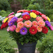 Aster Mix Seed
