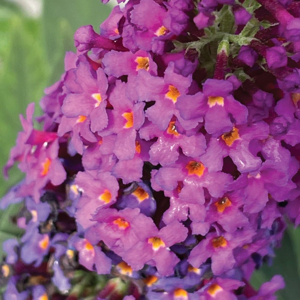 Birthday Cake® Butterfly Bush