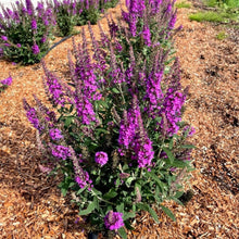 Birthday Cake® Butterfly Bush