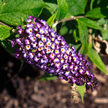 Blueberry Pie® Butterfly Bush