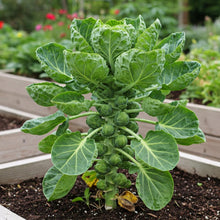 Brussels Sprout Seed