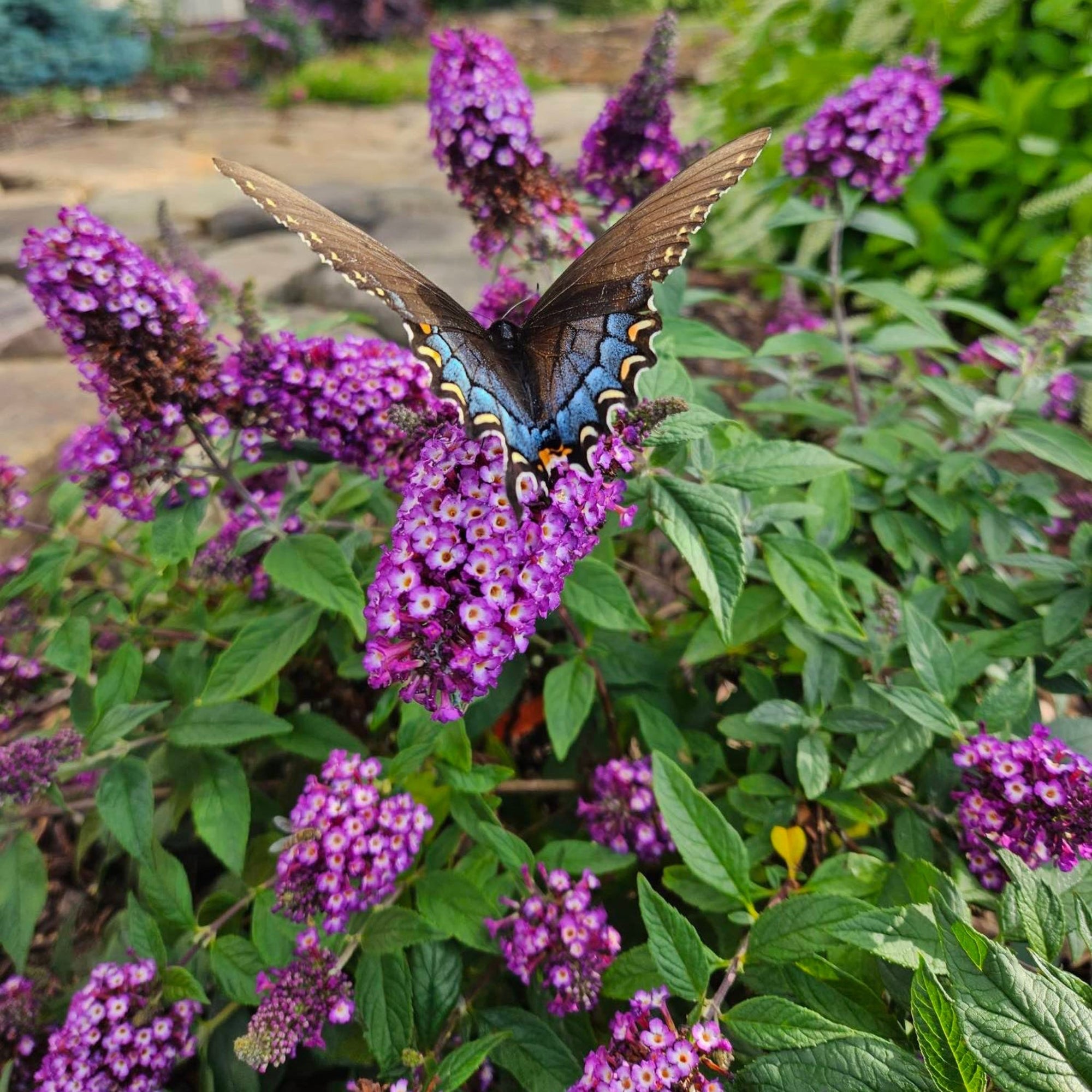 Blueberry Pie® Butterfly Bush
