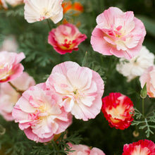 California Poppy Pink Seed