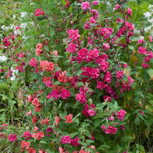 Clarkia Mix Seed