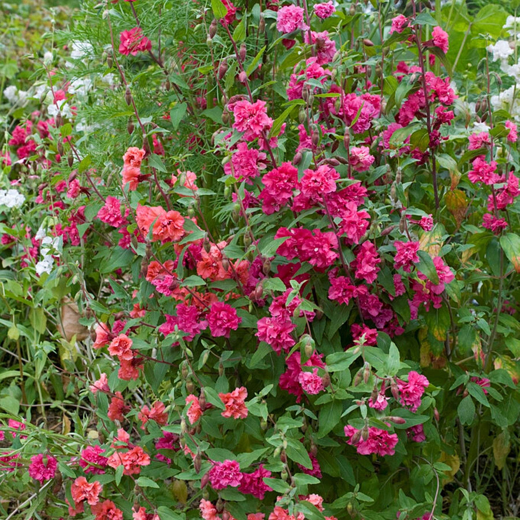Clarkia Mix Seed