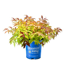 Firefly® Bush Honeysuckle