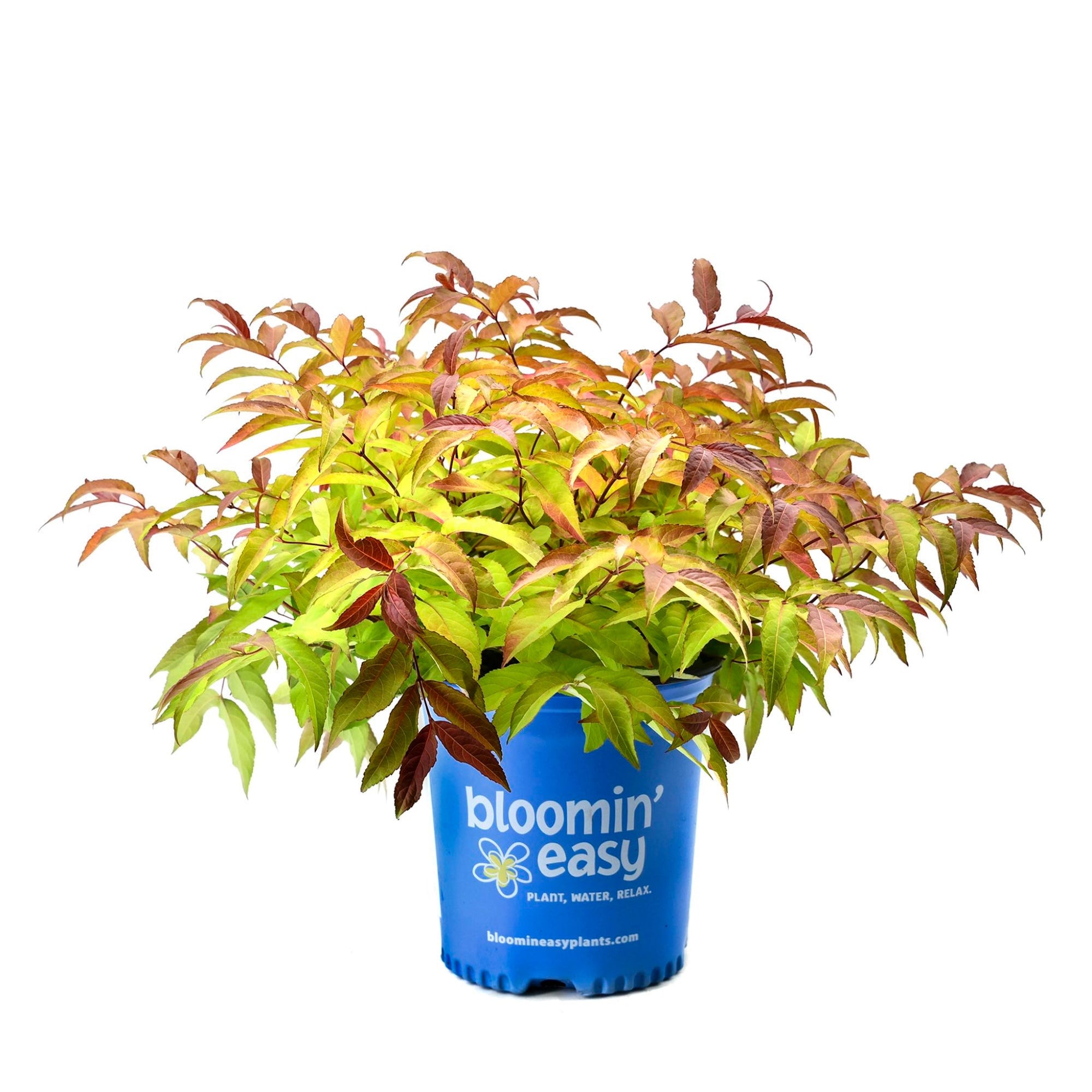 Firefly® Bush Honeysuckle