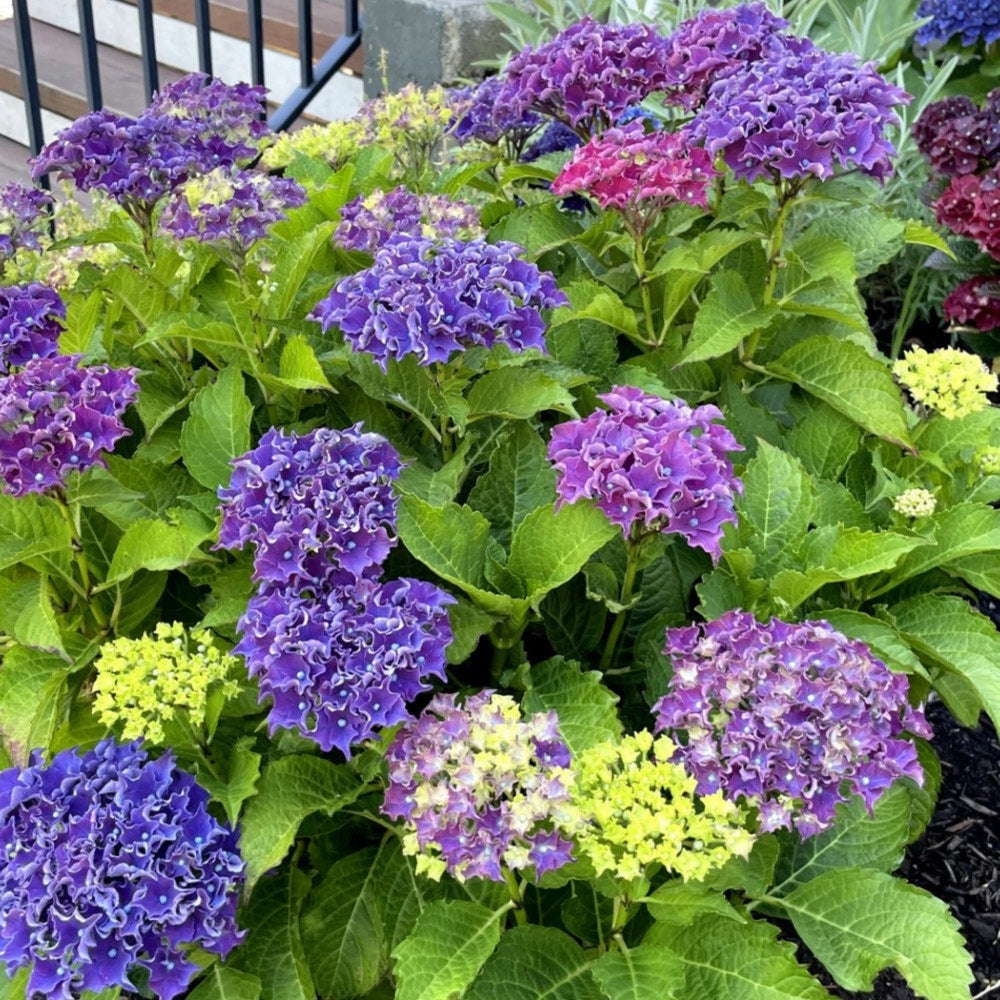 Frill Ride® Reblooming Hydrangea