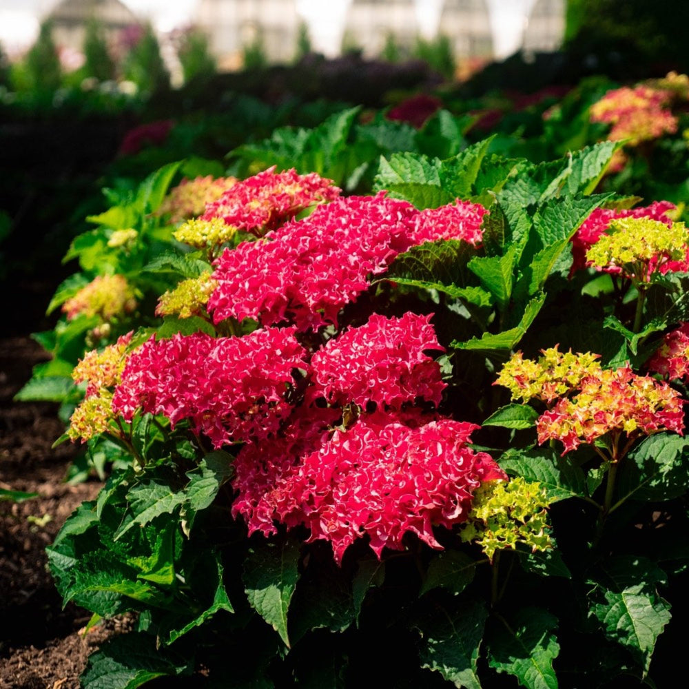 Frill Ride® Reblooming Hydrangea