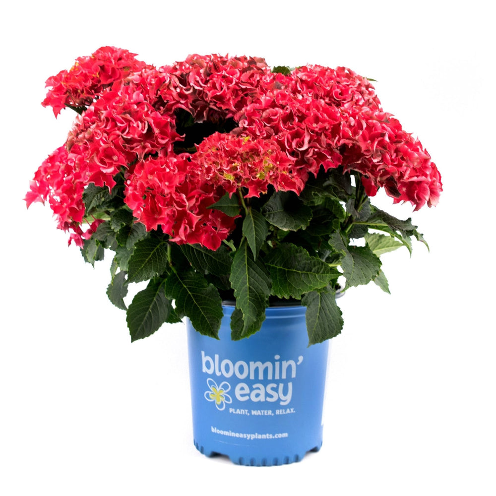 Frill Ride® Reblooming Hydrangea