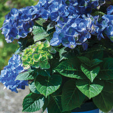 Tilt-A-Swirl® Bigleaf Hydrangea