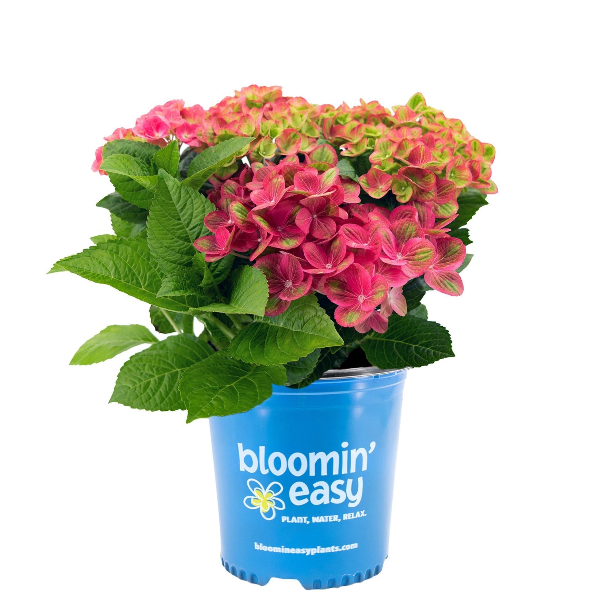 Tilt-A-Swirl® Bigleaf Hydrangea