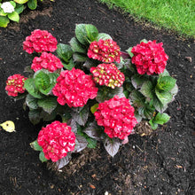 Cherry-Go-Round® Reblooming Hydrangea