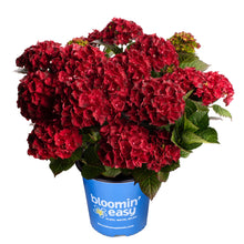 Cherry-Go-Round® Reblooming Hydrangea