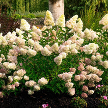 Dragon Baby™ Hardy Hydrangea