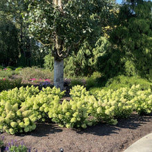 Dragon Baby™ Hardy Hydrangea