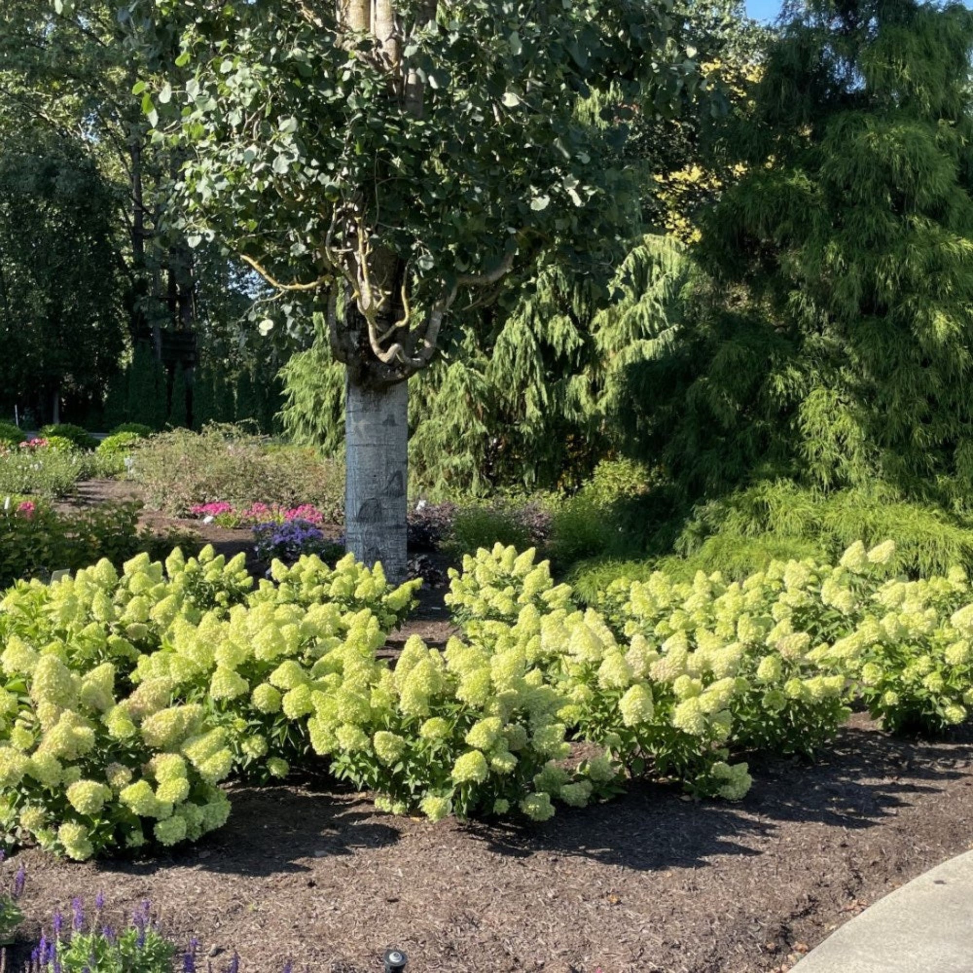 Dragon Baby™ Hardy Hydrangea