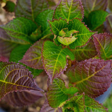 Cherry-Go-Round® Reblooming Hydrangea