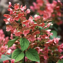 Quick Fire® Hydrangea Tree